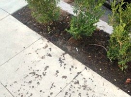 8 Ways to Detect Irrigation Leaks